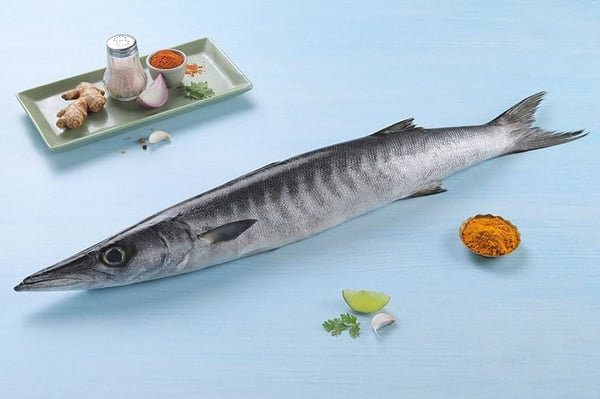 Barracuda