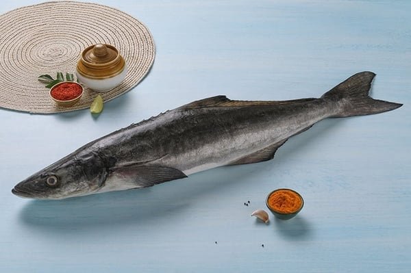 Black King Fish