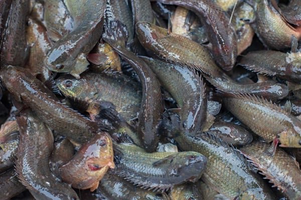 Climbing Perch