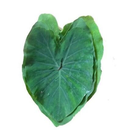 Fresh Colocasia Leaf(Arvi Patta), 10 Pcs