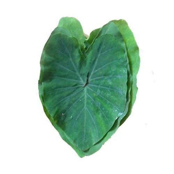 Fresh Colocasia Leaf(Arvi Patta), 10 Pcs