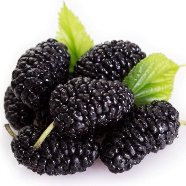 Fresh Mulberry, 125 g