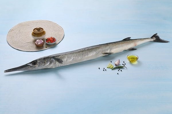 Garfish