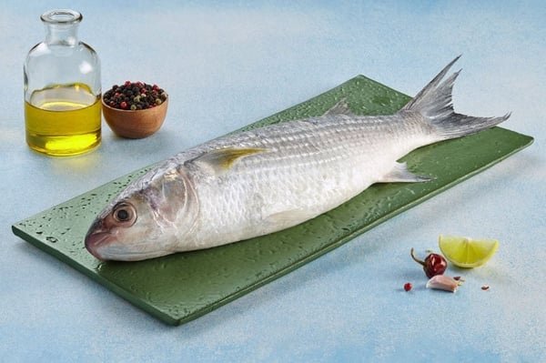 Grey Mullet