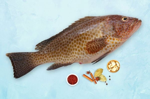 Grouper