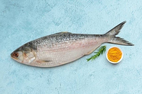 Hilsa