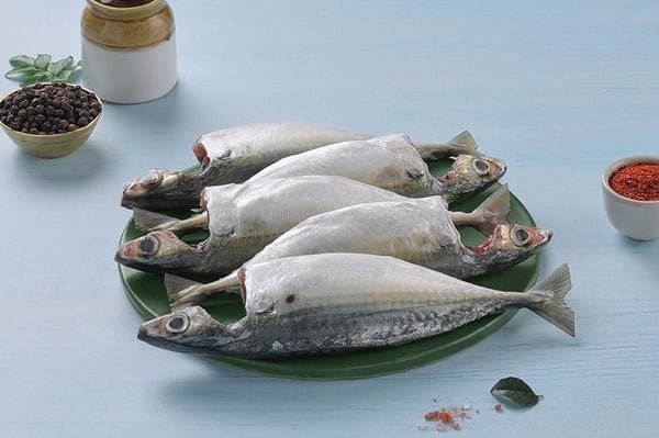 Mackerel