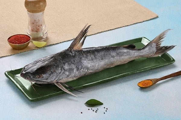 Marine Catfish  Etta Koori  ಸಾಡೆ (Medium)