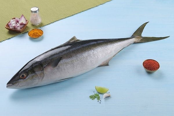 Marine Milk Fish