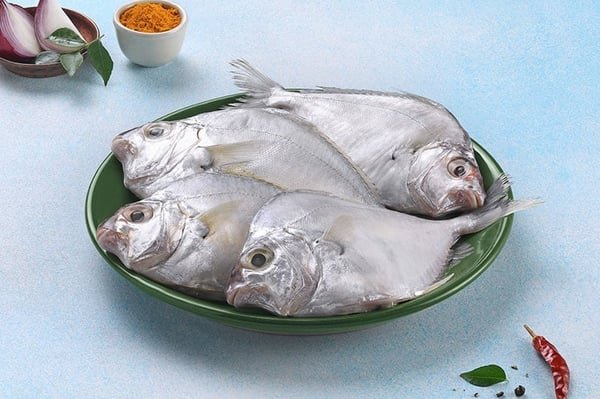 Pony Fish