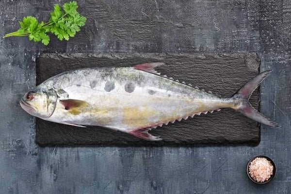 Queen Fish
