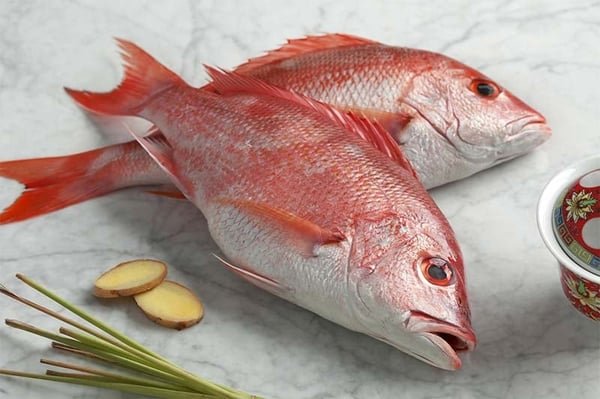 Red Snapper