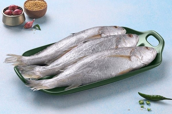 Silver Croaker