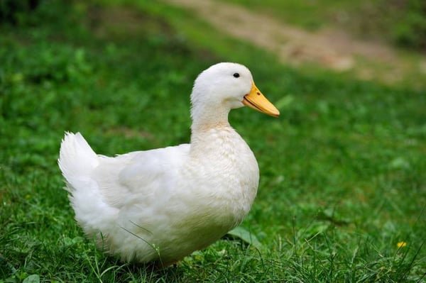 Vigova Duck (Vietnam Variety White Peking Duck, With Skin)